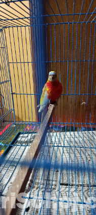 Turquoisine Paraket Red Fronted Opaline